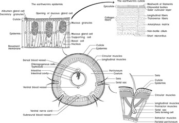 Coloring page with cross section, structure diagram of seta and body wall of earthworm. Diagram of internal anatomy of earthworm for biology lessons