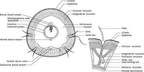 Coloring page with cross section and structure diagram of seta of earthworm. Diagram of internal anatomy of earthworm for biology lessons