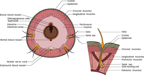 Cross section and structure diagram of seta of earthworm. Diagram of internal anatomy of earthworm for biology lessons