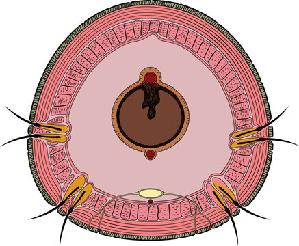 cross section diagram, pink, brown, black, yellow clip art preview