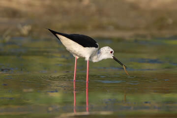 Black-winged Stilt - Himantopus himantopus wading gracefully in the shallow waters of the Danube Delta in Romania with reflection on water and food in beak.