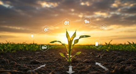 Smart Agriculture:  Sunrise Corn Plant Growth with IoT Technology Icons and Irrigation System.