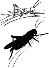 grasshopper vector silhouette icon