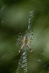 Wasp spider (Argiope bruennichi) -  Macro - Green background
