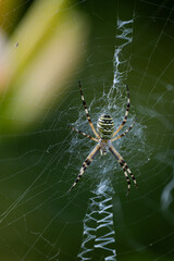 Wasp spider