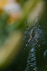 Wasp spider (Argiope bruennichi) -  Macro - Detailed