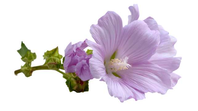 Mallow flower in gentle lilac on white background 