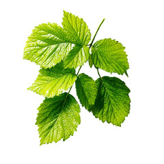 A vibrant green leaf with intricate veins, isolated on a transparent background, showcasing the beauty of nature and plant life