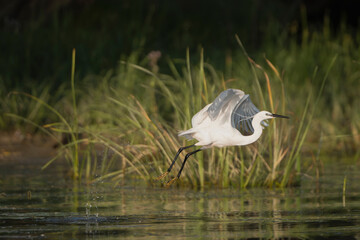 Little Egret - Egretta garzetta in full breeding plumage taking off at dark background and reflection on water. Photo taken in Danube Delta in Romania. Copy space left.