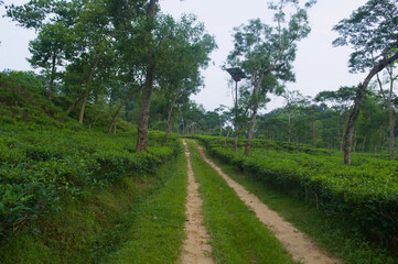 Dirt Road Through a Lush Green Landscape Landscape Photography of a Serene Nature Trail