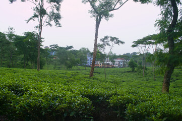 Fototapeta premium Lush Green Tea Plantation Landscape Photography capturing the beauty of nature and agriculture in a serene environment