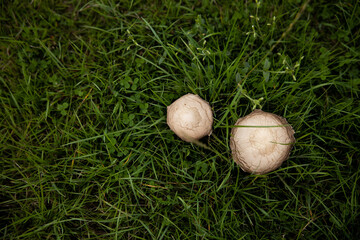 Freshly foraged mushrooms in a wicker basket. Forest food, organic and healthy, perfect for vegetarian and seasonal cuisine themes.

