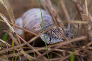 Detailed macro image of an edible snail moving through dry grass and vegetation, highlighting the unique texture of its skin and spiral shell, perfect for concepts of nature, wildlife, and slow moveme