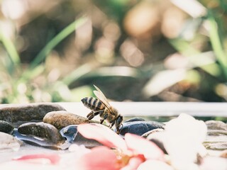 A bee drinks from a shallow pool filled with rocks and fallen flower petals. Spring light creates...