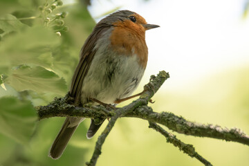 Rotkehlchen im Baum