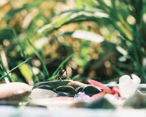 A small sparrow sits cautiously on a rock, amidst colorful petals and smooth stones. Sunlight illuminates the lush greenery in the background, creating a peaceful Garden moment