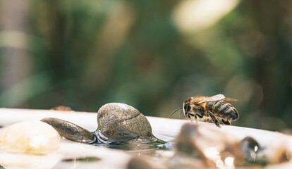 A Honeybee carefully approaches a small pool of water formed around some rocks. The little insect seems determined to quench its thirst in the summer heat