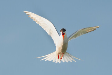 Common Tern - Sterna hirundo in flight with wings fully spread, beak open in mid-call, captured against a clear blue sky in the Danube Delta in Romania. Isolated.