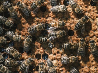 A multitude of bees are actively working within the honeycomb structure of their hive. They are constructing, filling cells, and generally buzzing about their work of making honey