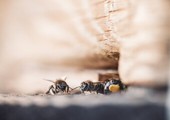 Three bees gather near the hive entrance. One bee arrives with pollen, perhaps returning from foraging during a Spring day. Macro detail emphasizes their fuzzy bodies
