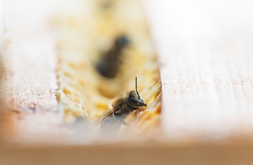 A macro perspective captures a bee on honeycomb within a hive, potentially part of an immersive VR nature experience, emphasizing the bees' role in seasonal sweetness