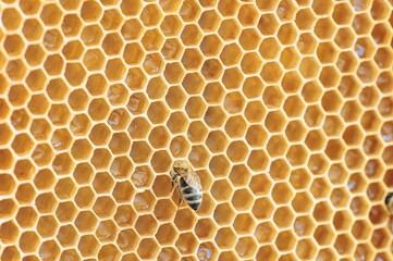 A close view reveals a bee diligently working on hexagonal honeycombs, storing liquid nectar. The...