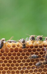 Several honeybees build and protect their honeycomb structure, some crawl among the cells on a...