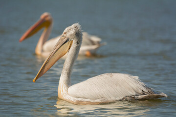 Dalmatian pelican, curly-headed pelican - Pelecanus crispus gracefully floating on calm water, Photo from Danube Delta in Romania.