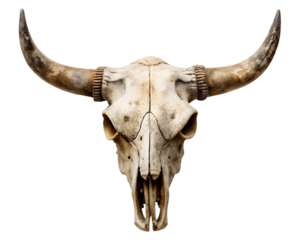 bull skull isolated on white background. PNG Transparent file type with high definition quality And vibrant color grading Available.