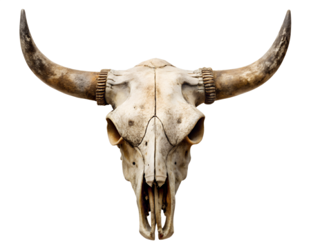 bull skull  isolated on white background. PNG Transparent file type with high definition quality And vibrant color grading Available. - Powered by Adobe