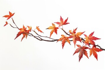 Autumn leaves on branch