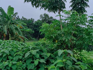 Green landscape with green  trees and  grassy field and lush surrounding foliage