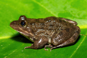 A beautiful Cape River Frog (Amietia fuscigula) near a stream on a warm evening in the Western Cape, South Africa