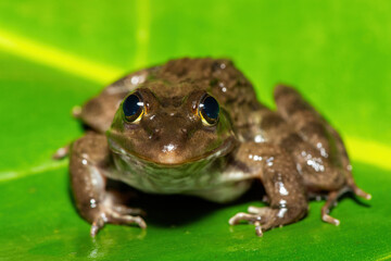 A beautiful Cape River Frog (Amietia fuscigula) near a stream on a warm evening in the Western Cape, South Africa