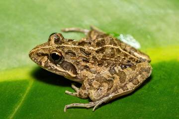 A beautiful Clicking Stream Frog, also known as a Gray’s Stream Frog or Spotted Stream Frog (Strongylopus grayii), in the fynbos in Western Cape, South Africa