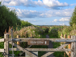 Fototapeta premium Scenic Walk to Birdwatching Hide in Somerset Countryside