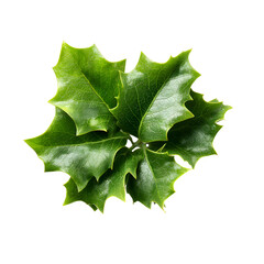 Fototapeta premium Holly Leaves Close-Up, isolated on white background