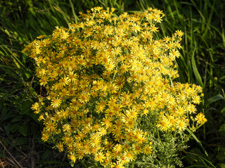 Obraz premium Common Ragwort in Full Bloom in Wild Meadow