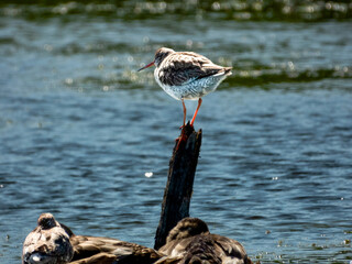 Common Redshank Resting on Log in Wetlands