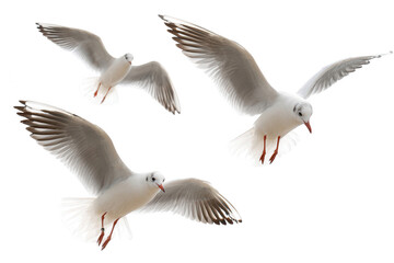 Three flying seagulls, full-body shot, png, transparent