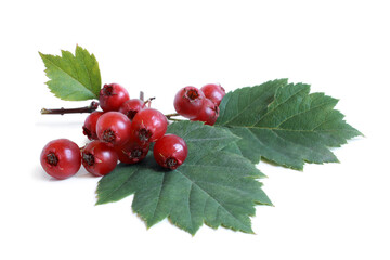 Fruits of a hawthorn with green leaves on white background
