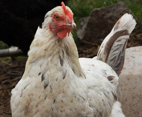 Domestic Hen in Rural Environment