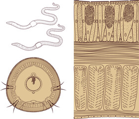 Cross section, structure diagram of body wall of earthworm. Diagram of internal anatomy of earthworm for biology lessons