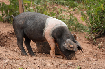 Young Piglet Sniffing the Ground Outdoors