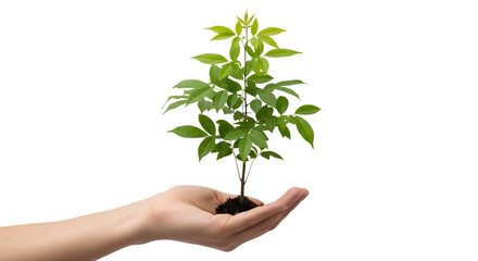 Hand holding a small plant against black background    .ai generative, transparent background, white background. isolated on white background, png, jpeg, jpg.