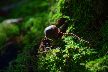 Close up of an acorn on the green grass of the forest ground