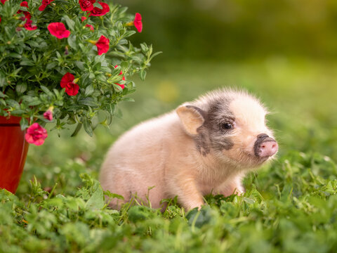 Small gray piglet minipig in the garden next to flowers.