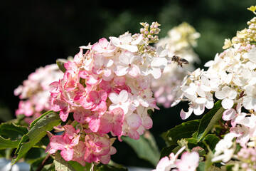 Close up of a hortensia flower of frais-vanilla kind with a bee