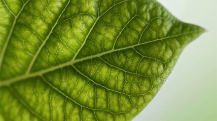 Close-up vibrant green leaf, detailed vein texture, nature background image.