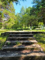 Stone steps greenery
